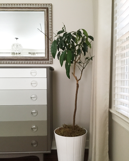 semi-sad-kumquat-tree-house-plant