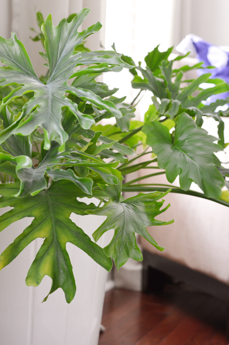 fiddle-leaf-fig-alt-hope-philodendron-detail