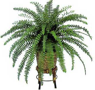 House Fern