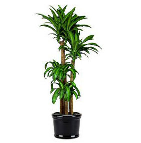 corn-plant-better-indoor-air-quality