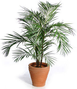 dwarf-date-air-cleaning-plant-non-toxic-purifying