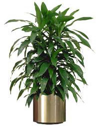 eco-friendly-non-toxic-green-indoor-plantjanet-craig