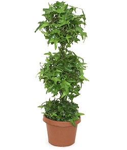 english-ivy-topiary-air-pure