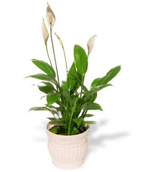 peace-lily-better-indoor-air-quality-clean-green-home