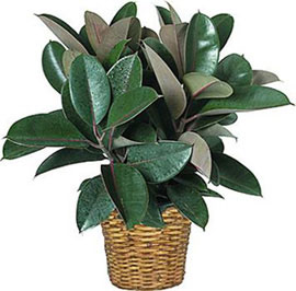 rubber-plant-better-quality-indoor-air-house-plant