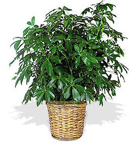 Indoor Bonsai Tree on Indoor House Plants Trees