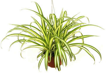 spider-plant-air-purifying