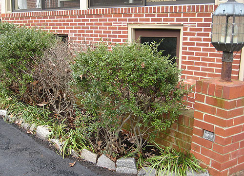 whattodowithdeadbush whattodowithdeadbush