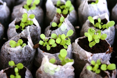 save-money-plant-your-own-herbs-and-vegetables-and-flowers-from-seed save-money-plant-your-own-herbs-and-vegetables-and-flowers-from-seed