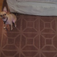 A Brown Area Rug From JC Penney