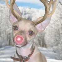 Our Dog-Turned-Reindeer Christmas Cards