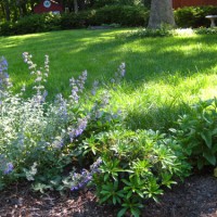 Landscaping Around Our Paver Patio