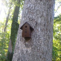 Painting And Hanging A Few Sweet Birdhouses