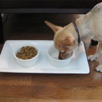 Our $13 Food & Water Station For The Dog