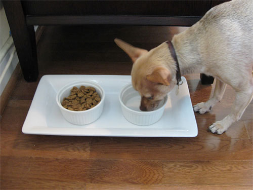 Food bowls: How can I make it easier for my dog to eat?