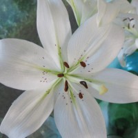 A DIY Bouquet With Lillies