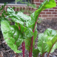 Our Edible Garden: Update