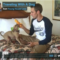 Tips For Traveling With A Dog