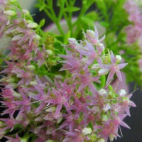 Budget Blooms: September Sedum