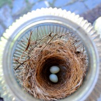 Little Eggs Inside Of A Bird’s Nest On Our Porch