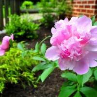 Our Edible Garden A Year Later