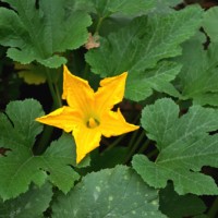 How We Grew White Pumpkins