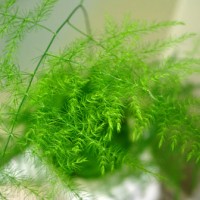 Trying To Keep An Asparagus Fern Alive