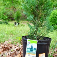 Planting Leyland Cypress Trees For Added Privacy
