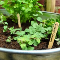 Planting An Herb Garden In A Metal Tub