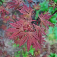 How We Transplanted Our Red Maple Tree