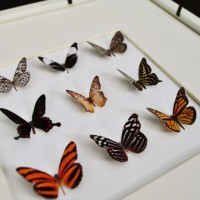 How To Make Faux Butterfly Art