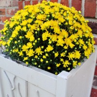 A Porch Update: Adding Mums With Our Yellow Door