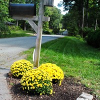 Landscaping Around A Mailbox