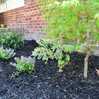 Planting A Dwarf Pieris Japonica Variagated Tree