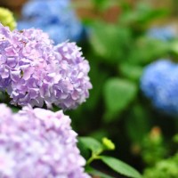 Planting Boxwoods, Petunias, and Hydrangeas