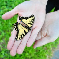 Keeping A Dried Dead Butterfly