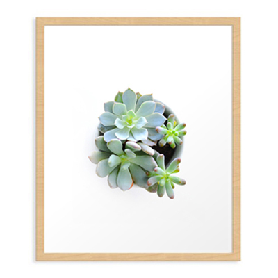 Succulent #1 Art Print