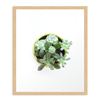 Succulent #2 Art Print