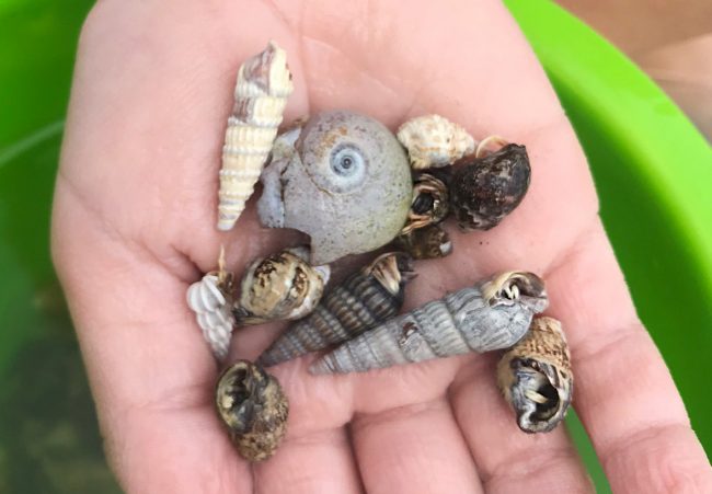 small hermit crabs found on cape charles beach