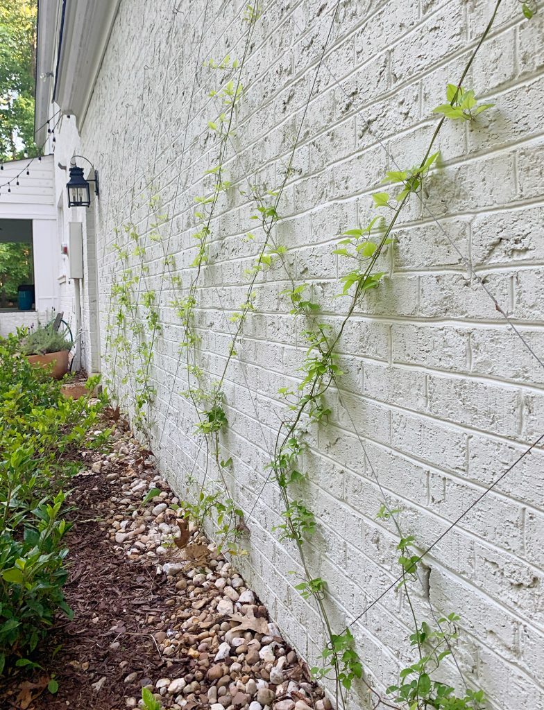 Side view of clematis vine growing up vine trellis on brick garage