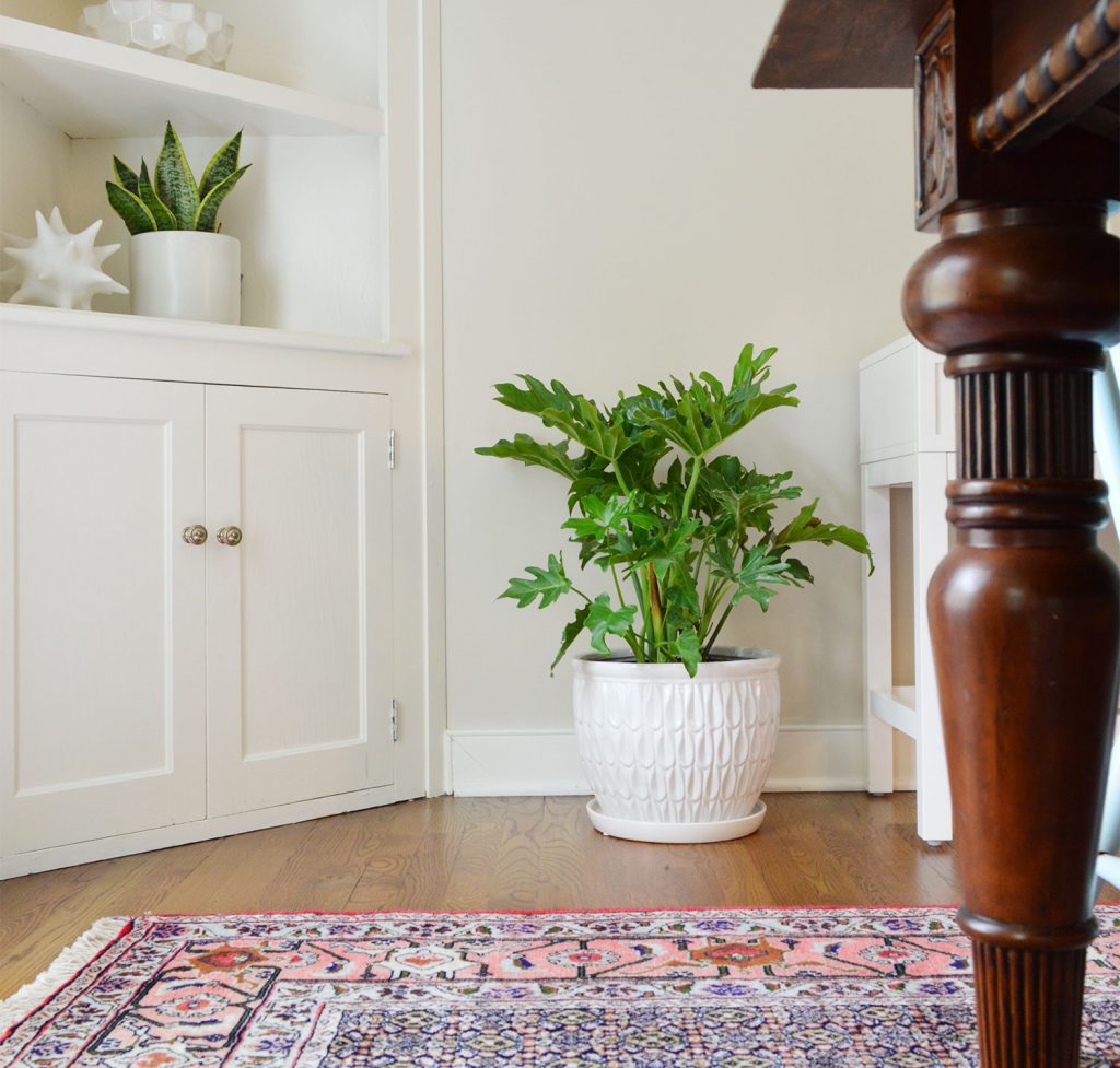 Tree Philodendron Hope Selloum In Corner Of Dining Room