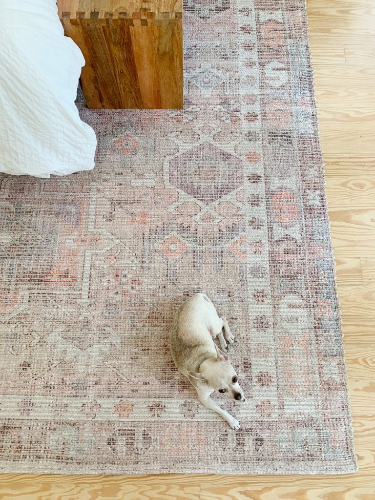 Chihuahua sitting on West Elm Pink Vintage Subtle Rug In Bedroom