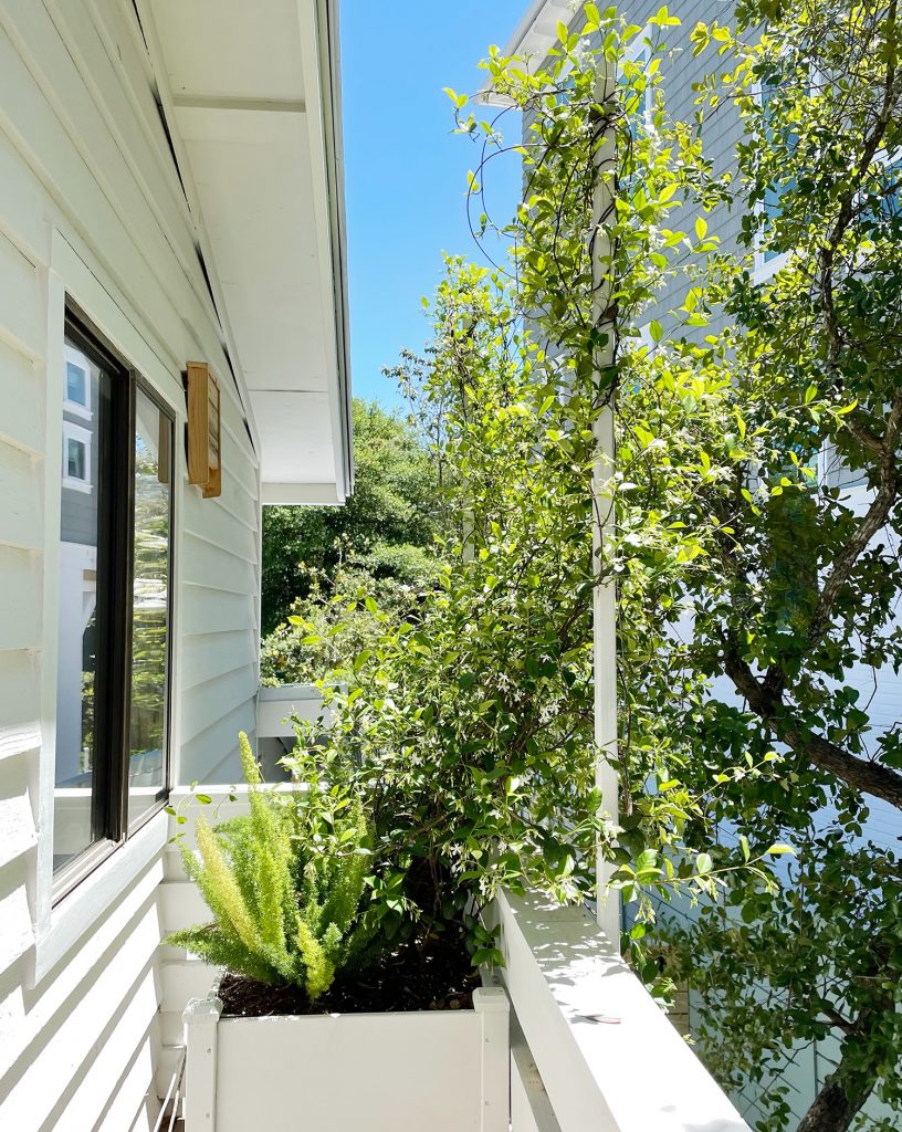 Privacy Trellis With Star Jasmine