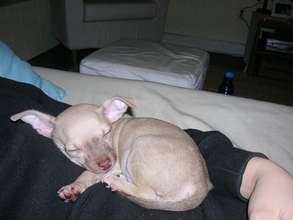 Baby boy chihuahua curled up on Sherry