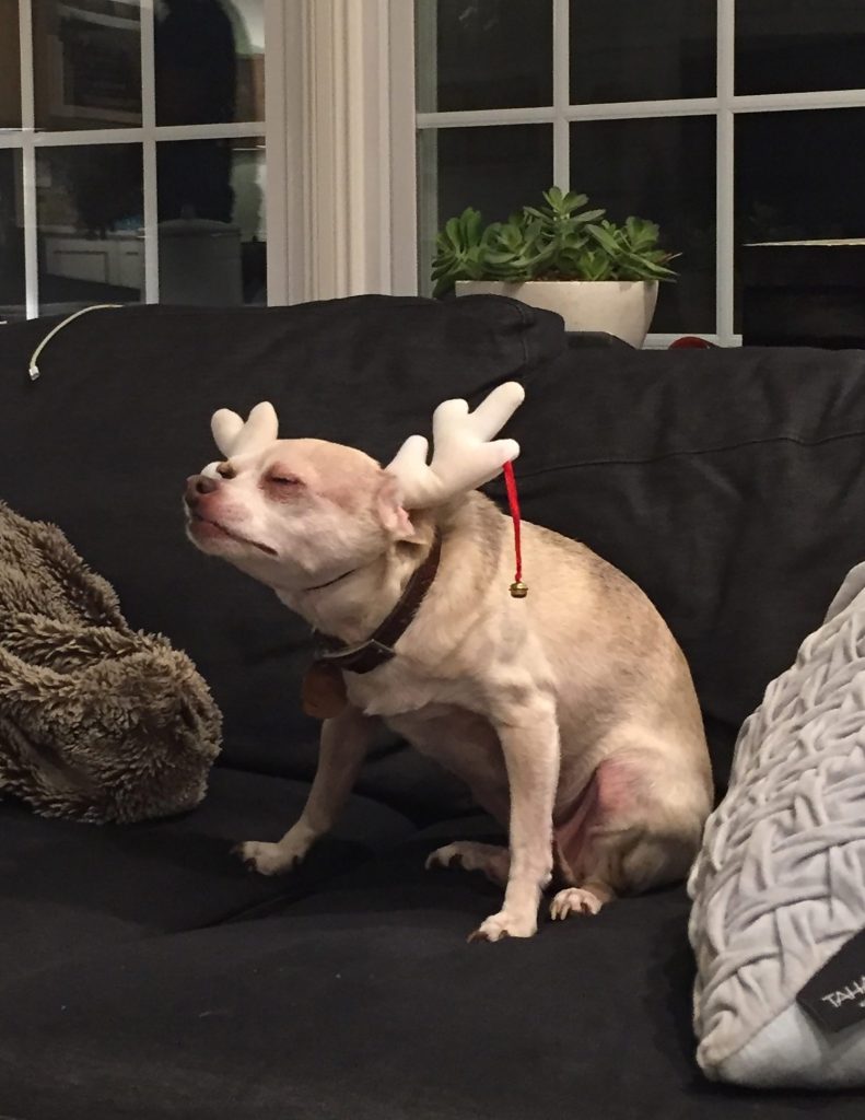 Burger looking displeased in Christmas reindeer antler headband