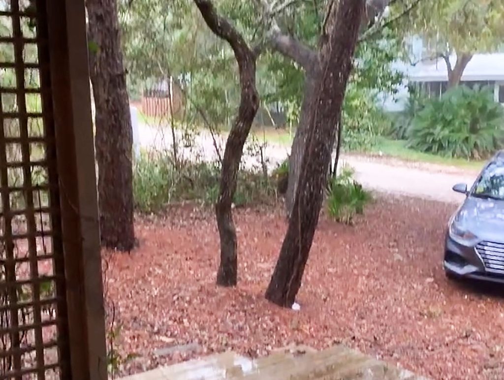 Screenshot Of Video Showing Trees With Car In Pine Straw