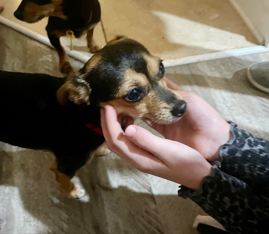 Small chihuahua yorkie mix with brown and black coloring