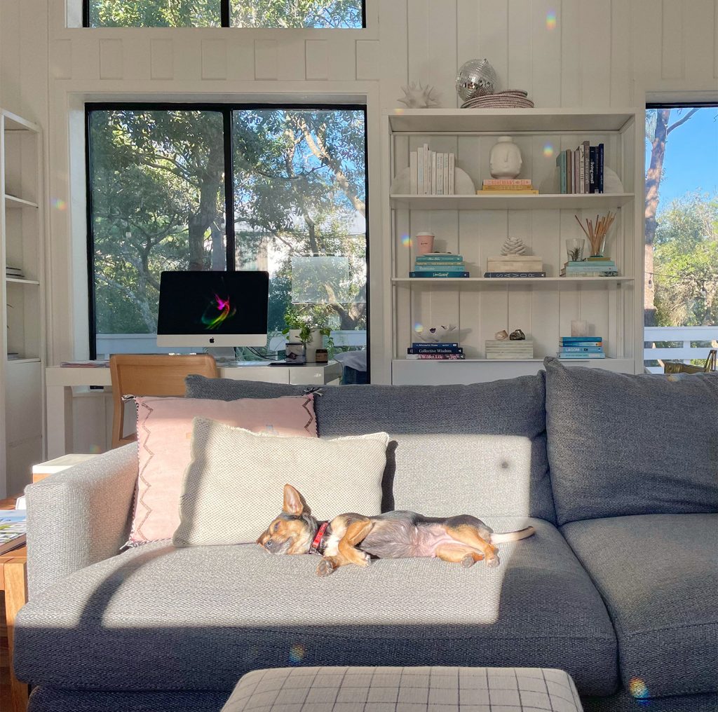 Penny the chihuahua yorkie mix enjoying a sun spot on the couch