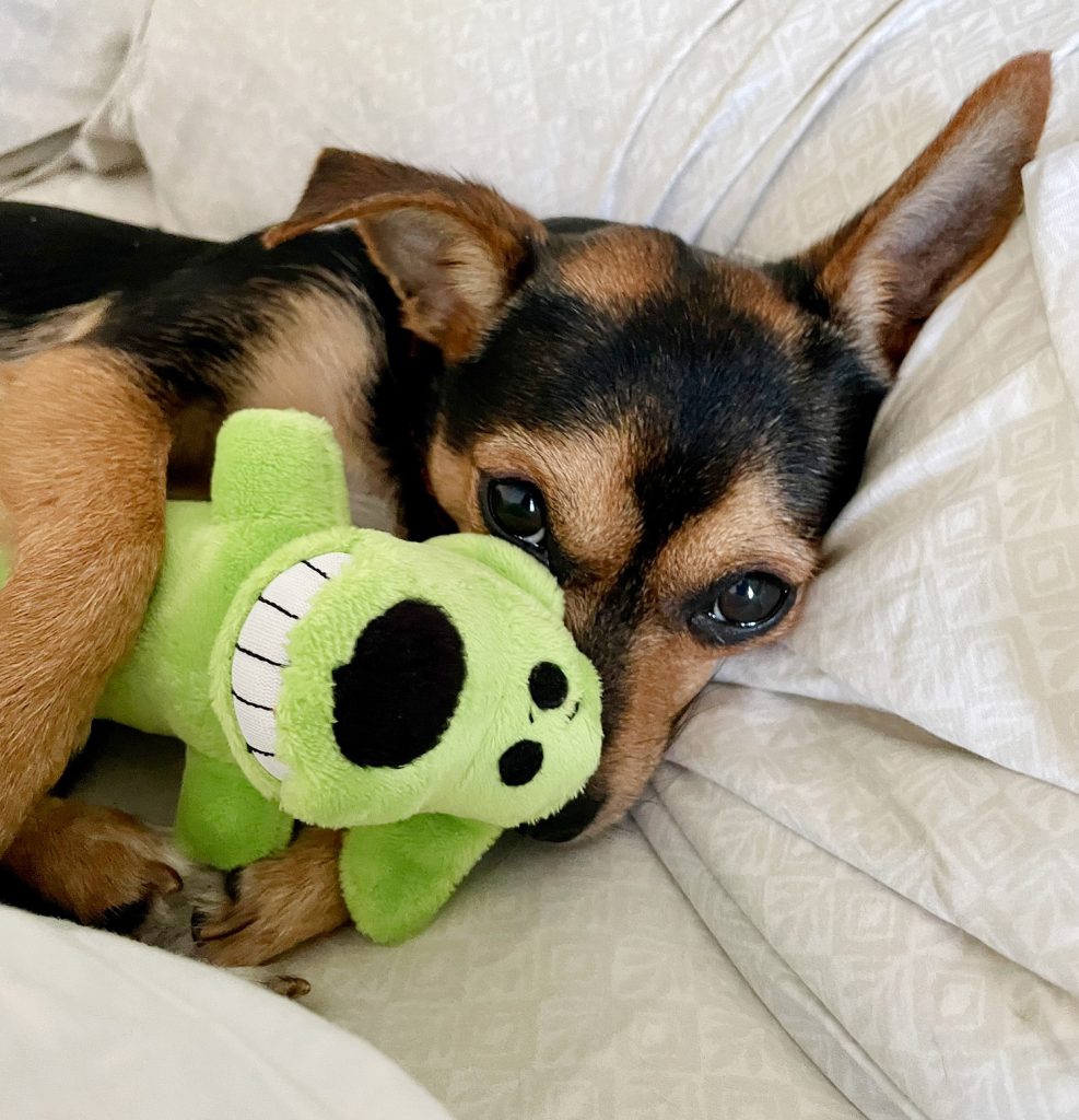 Penny peeking around a small dog toy she is holding