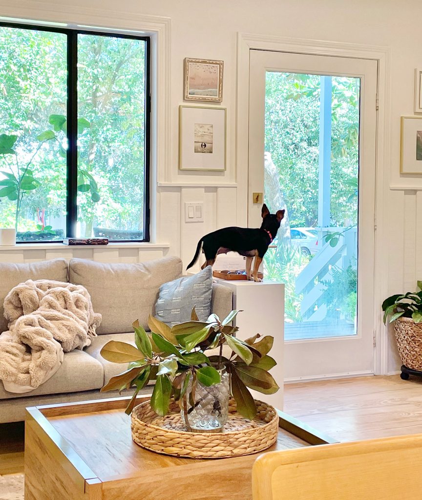 Small dog standing on entryway table looking out kitchen door